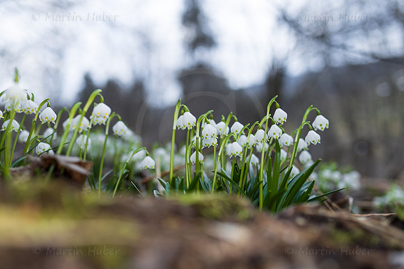 Frühlingsknotenblumen