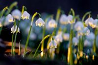 Frühlingsknotenblumen