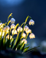 Frühlingsknotenblumen