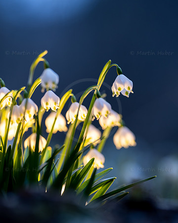 Frühlingsknotenblumen