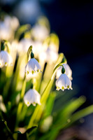Frühlingsknotenblumen