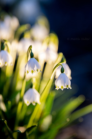 Frühlingsknotenblumen