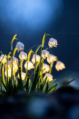 Frühlingsknotenblumen