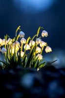 Frühlingsknotenblumen