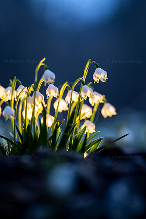Frühlingsknotenblumen