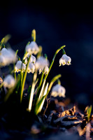 Frühlingsknotenblumen