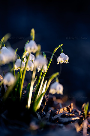 Frühlingsknotenblumen
