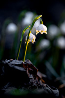 Frühlingsknotenblumen