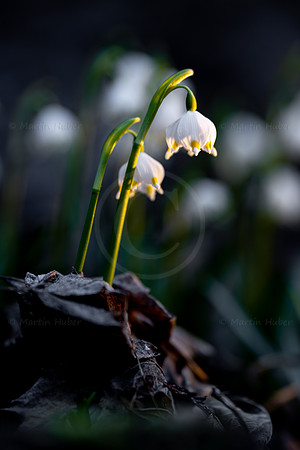 Frühlingsknotenblumen