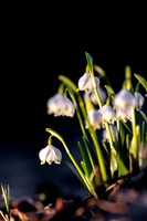 Frühlingsknotenblumen