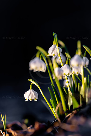 Frühlingsknotenblumen