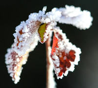Eiskristalle