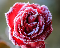 Eiskristalle auf einer Rosenbluete