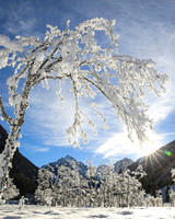 Winterbaum