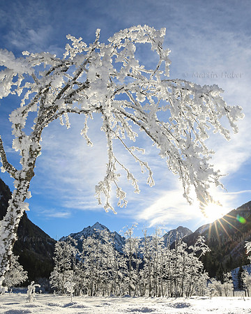 Winterbaum