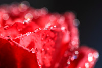 Tautropfen auf einer Rosenbluete