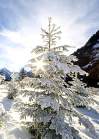 Winterbaum