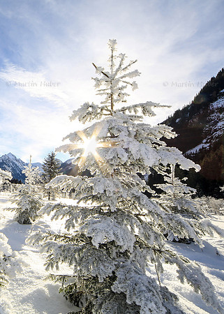 Winterbaum