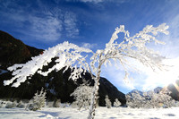 Winterbaum