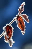 Eiskristalle