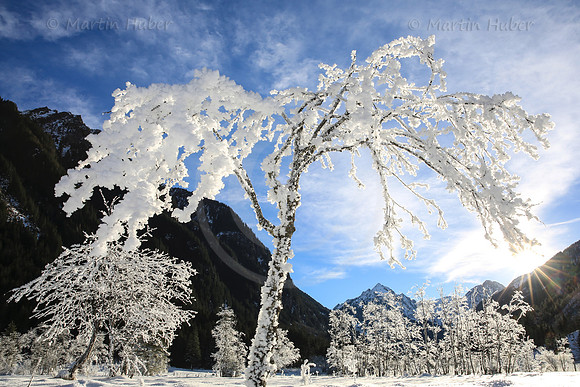 Winterbaum