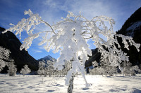 Winterbaum