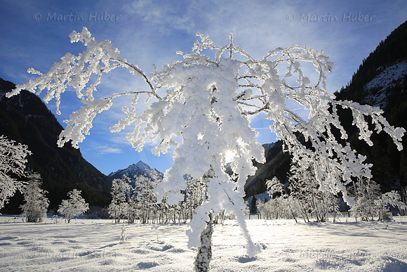Winterbaum