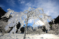 Winterbaum