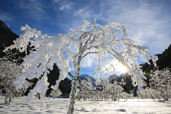 Winterbaum