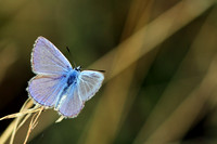 Himmelblauer Bläuling