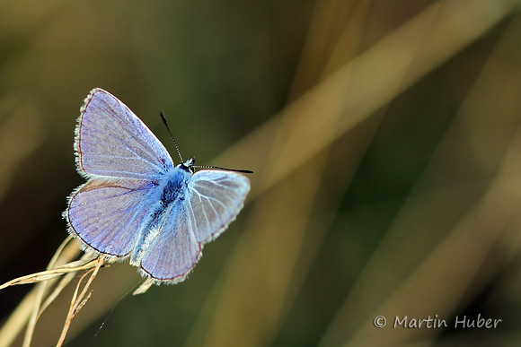 Himmelblauer Bläuling