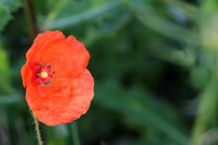 Mohnblüte