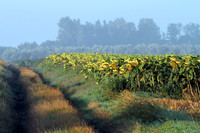 Sonnenblumenfeld im Morgenlicht