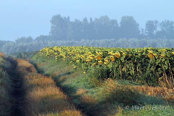 Sonnenblumenfeld im Morgenlicht