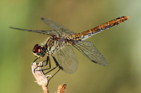 Heidelibelle