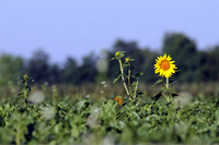 Sonnenblume