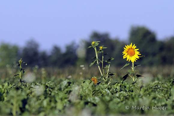 Sonnenblume
