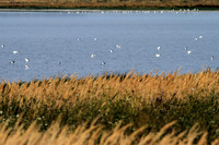 An der Langen Lacke
