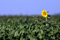 Sonnenblume