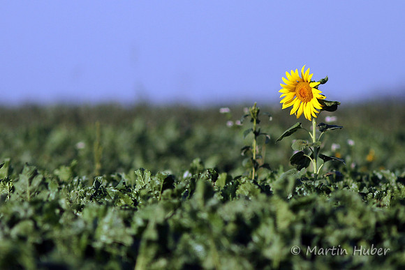 Sonnenblume