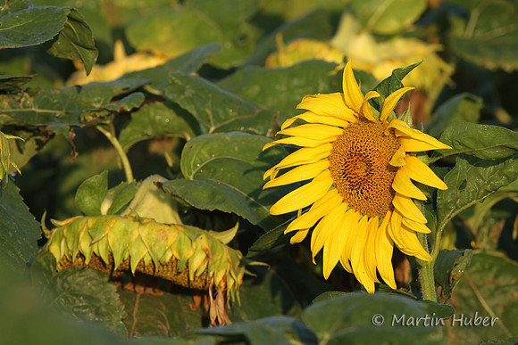 Sonnenblume