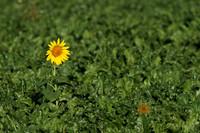 Sonnenblume