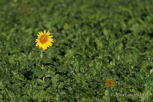 Sonnenblume
