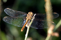 Heidelibelle