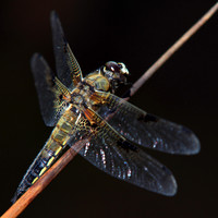 Vierfleck (Libellula quadrimaculata)
