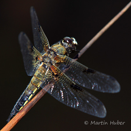 Vierfleck (Libellula quadrimaculata)
