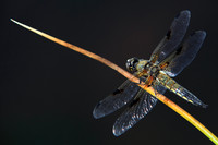 Vierfleck (Libellula quadrimaculata)