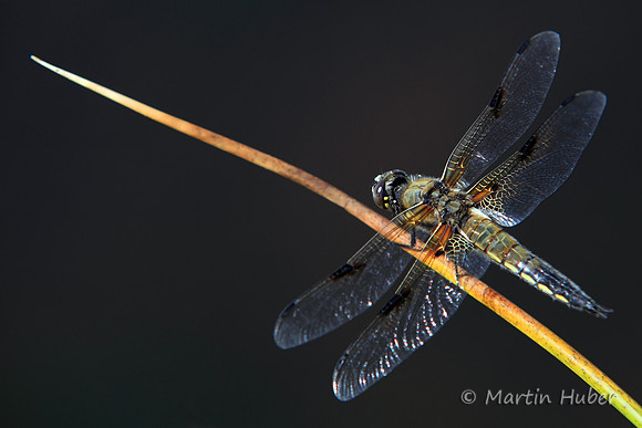 Vierfleck (Libellula quadrimaculata)