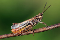 Heuschrecke
