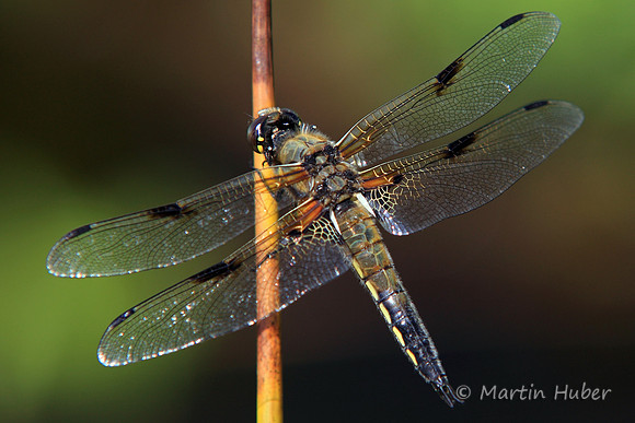 Vierfleck (Libellula quadrimaculata)